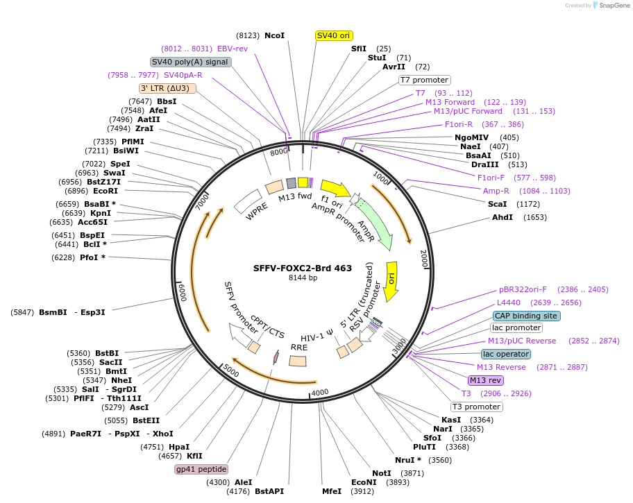 219366-plasmid-map-sequence-id-473181