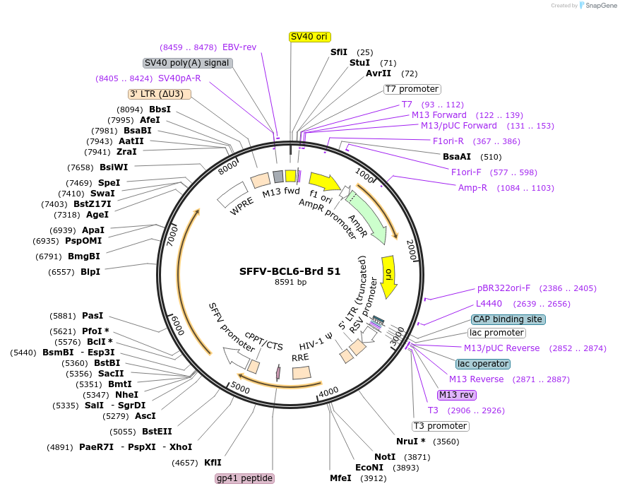 219031-plasmid-map-sequence-id-473201
