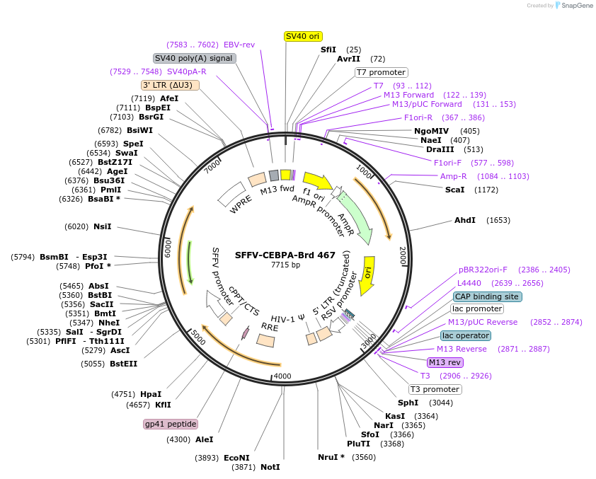 219368-plasmid-map-sequence-id-473202