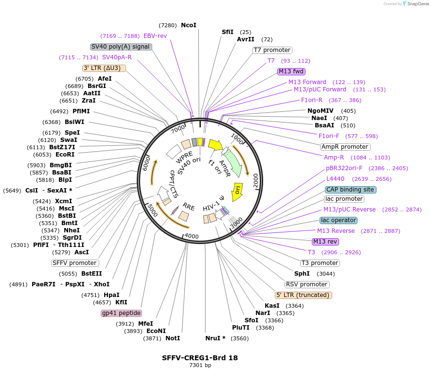 219001-plasmid-map-sequence-id-473203