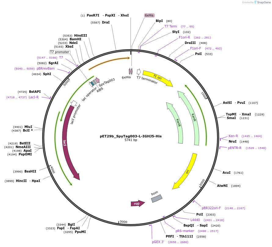 233338-plasmid-map-sequence-id-473204