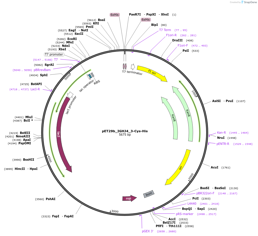 233328-plasmid-map-sequence-id-473206