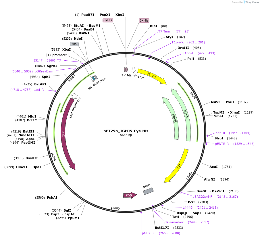233330-plasmid-map-sequence-id-473207
