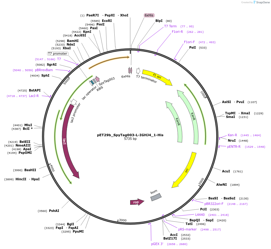 233334-plasmid-map-sequence-id-473209