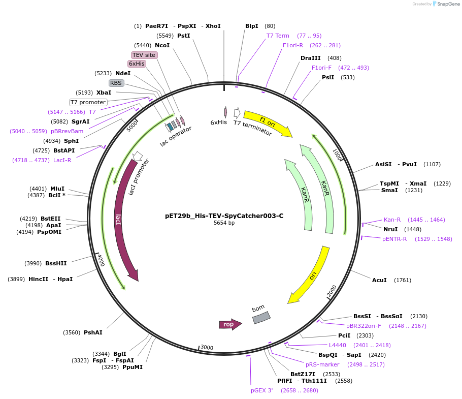 233339-plasmid-map-sequence-id-473212