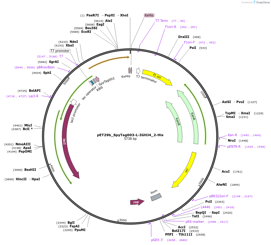 233335-plasmid-map-sequence-id-473214