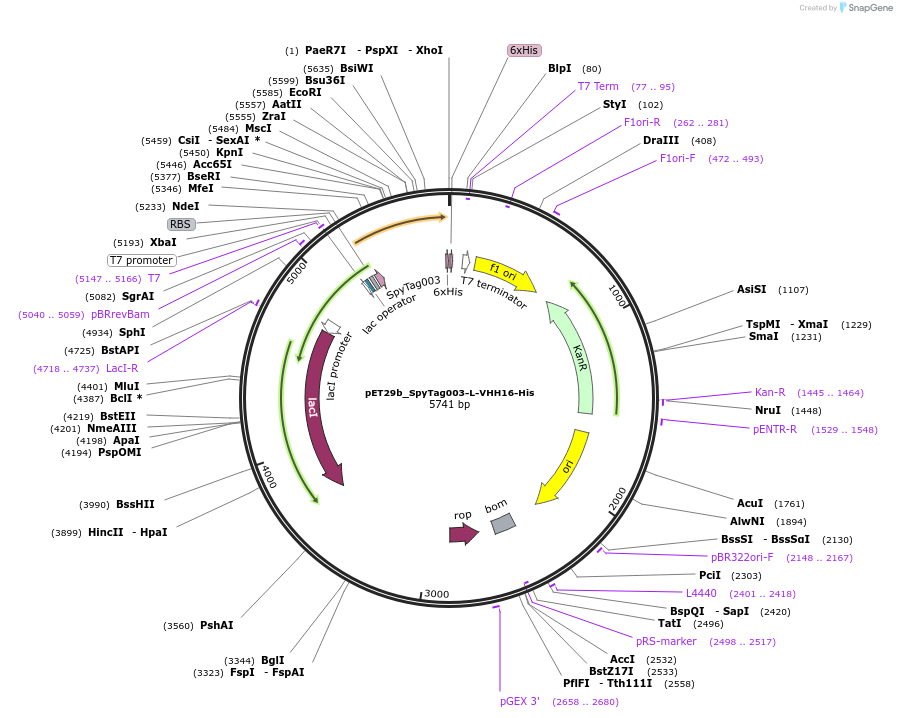 233332-plasmid-map-sequence-id-473215