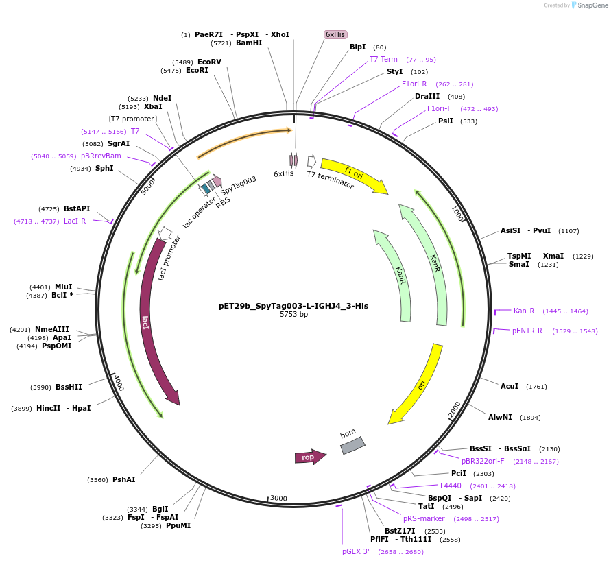 233336-plasmid-map-sequence-id-473216