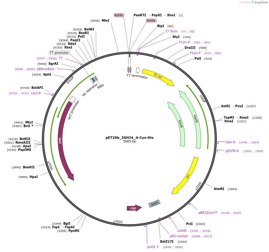 233329-plasmid-map-sequence-id-473217