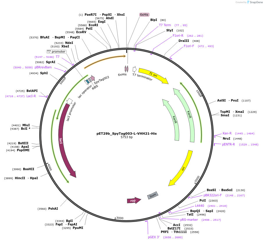 233333-plasmid-map-sequence-id-473219