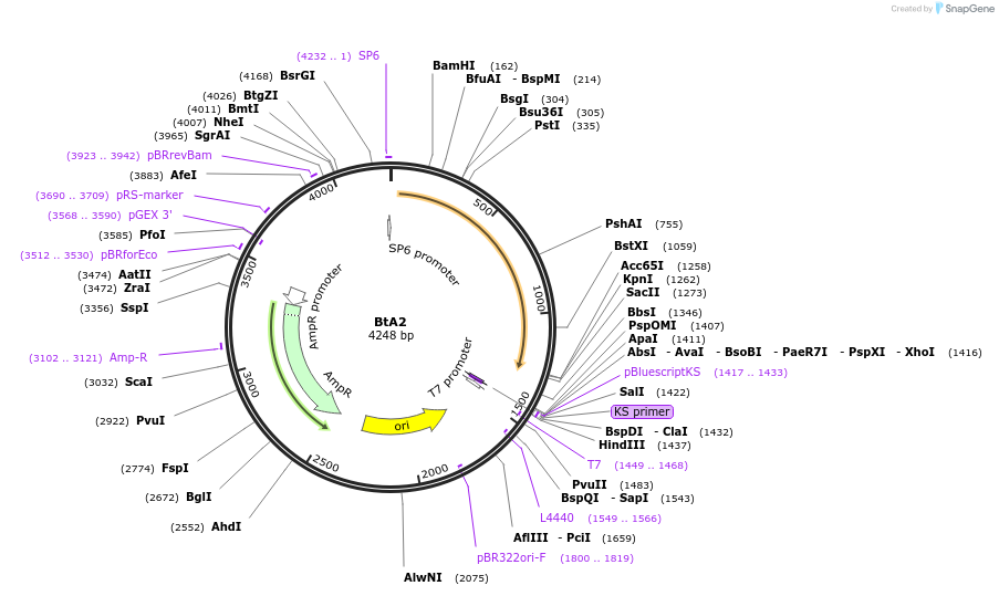 238982-plasmid-map-sequence-id-473221