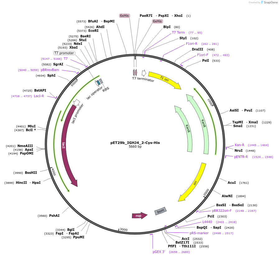 233327-plasmid-map-sequence-id-473222
