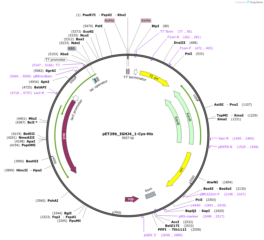 233326-plasmid-map-sequence-id-473223
