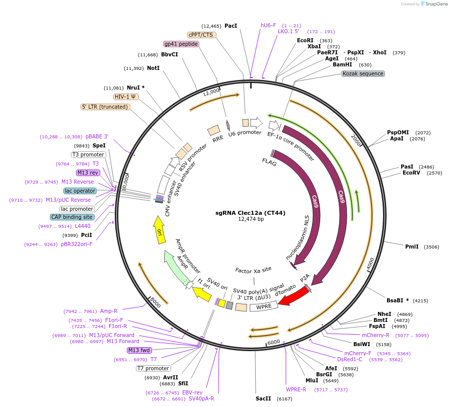 236204-plasmid-map-sequence-id-473224
