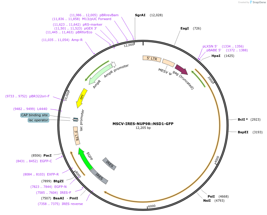 236201-plasmid-map-sequence-id-473225