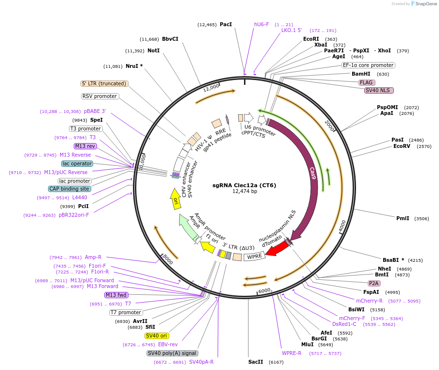 236203-plasmid-map-sequence-id-473228