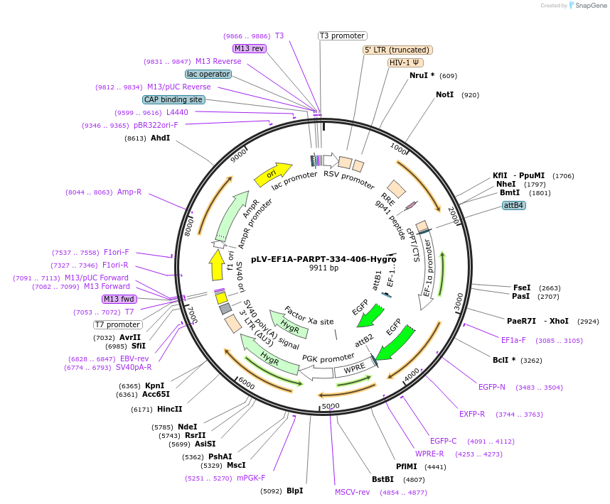 238099-plasmid-map-sequence-id-473261