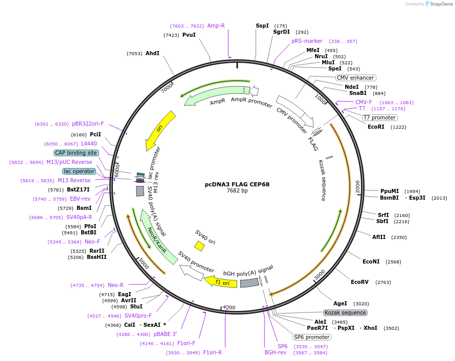 236463-plasmid-map-sequence-id-473264