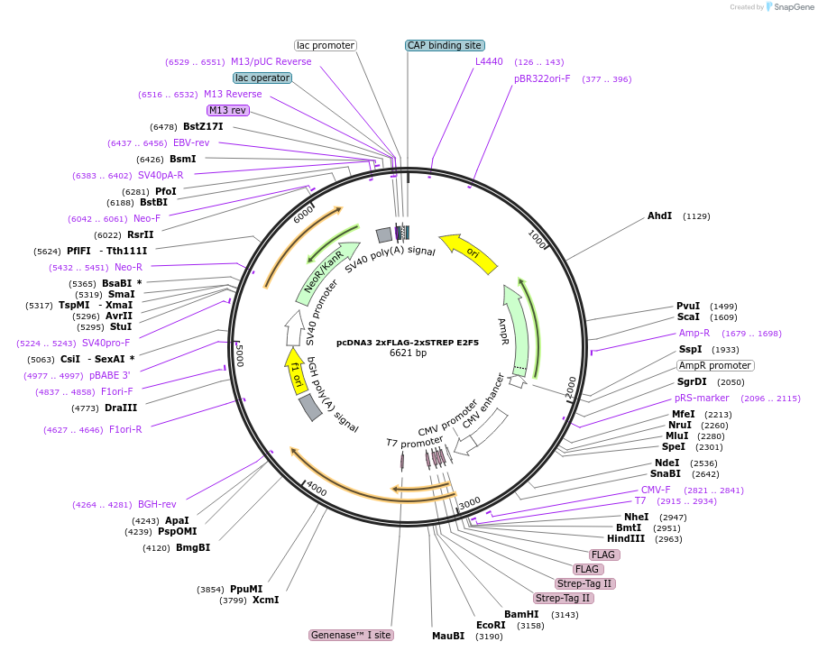 236440-plasmid-map-sequence-id-473265