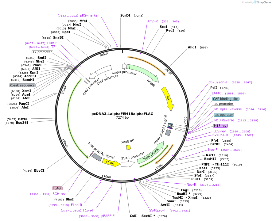 236461-plasmid-map-sequence-id-473271