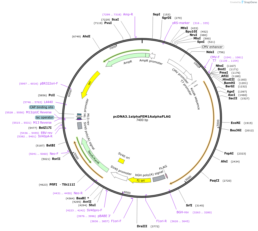 236460-plasmid-map-sequence-id-473272