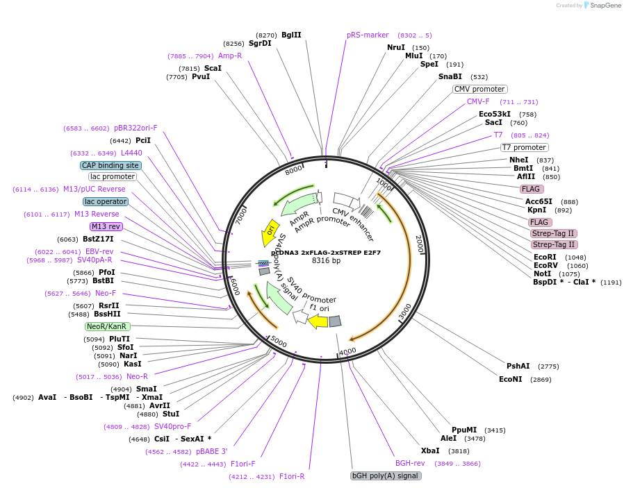 236442-plasmid-map-sequence-id-473273