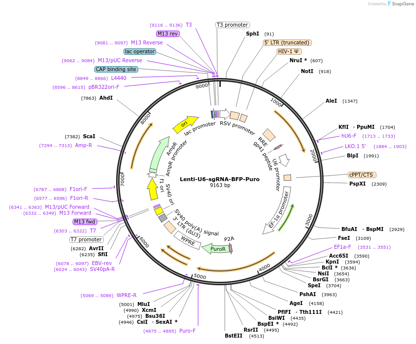 229014-plasmid-map-sequence-id-473285