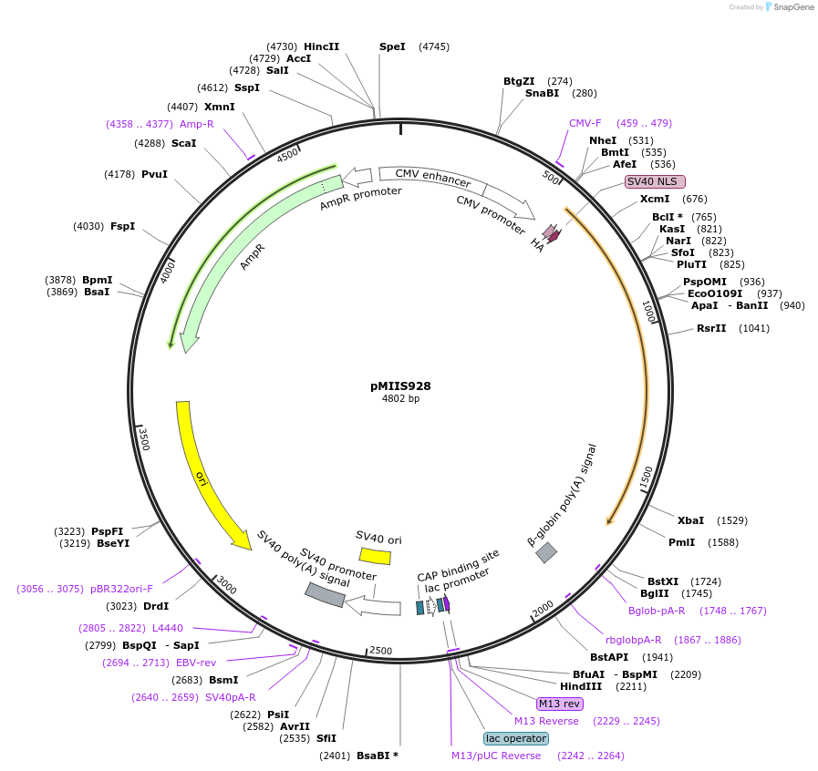 238211-plasmid-map-sequence-id-473286