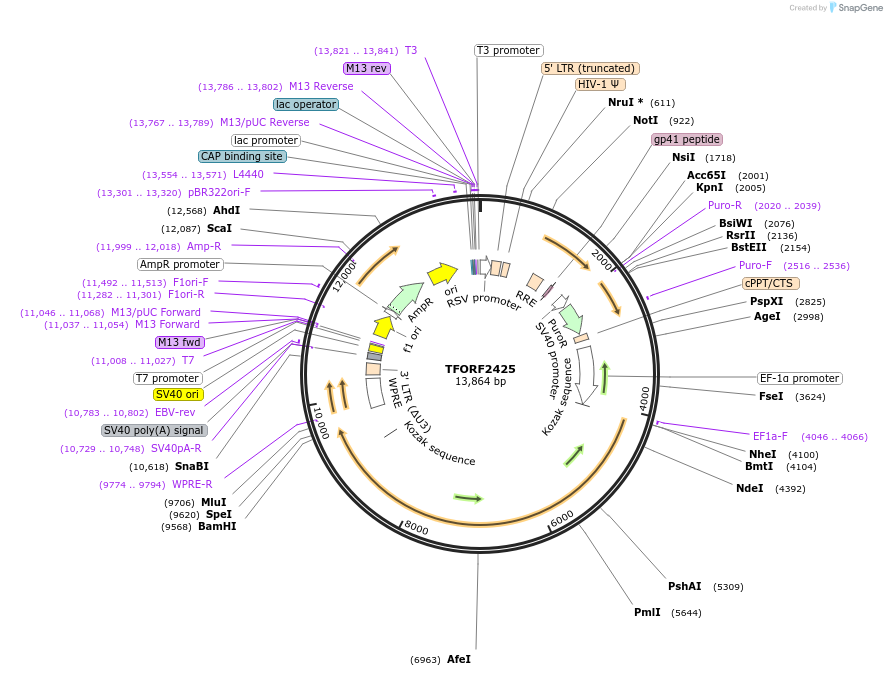 144404-plasmid-map-sequence-id-473289