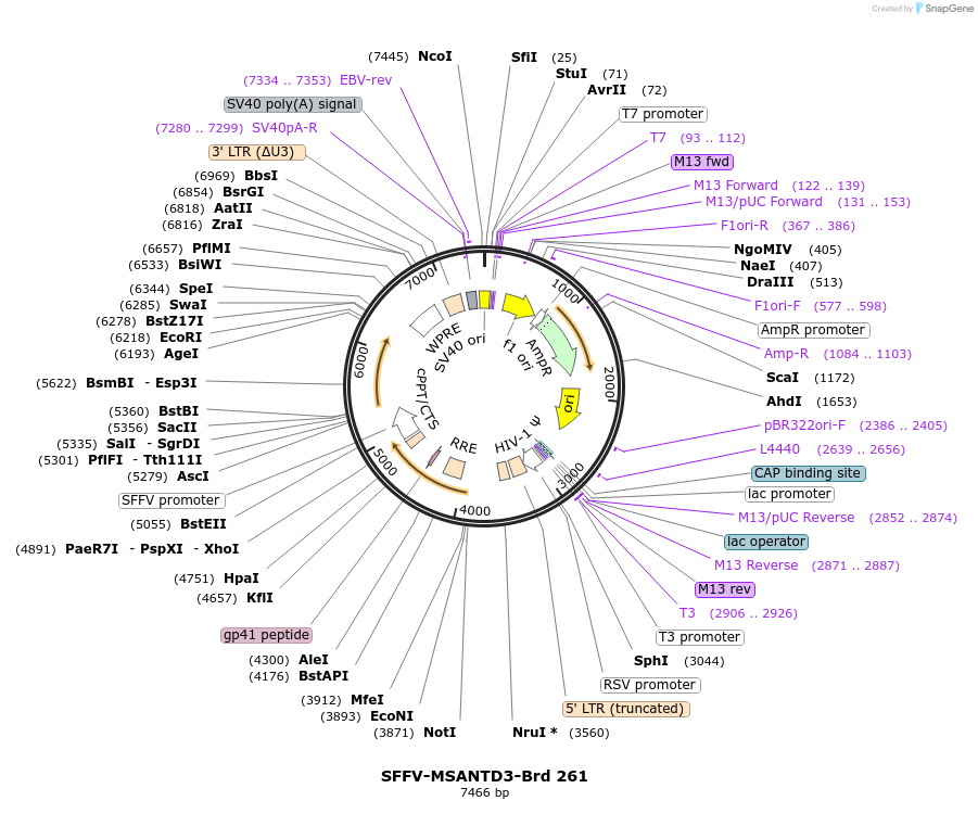219203-plasmid-map-sequence-id-473290