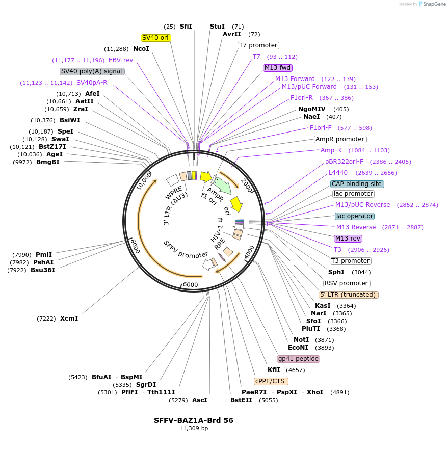 219036-plasmid-map-sequence-id-473292