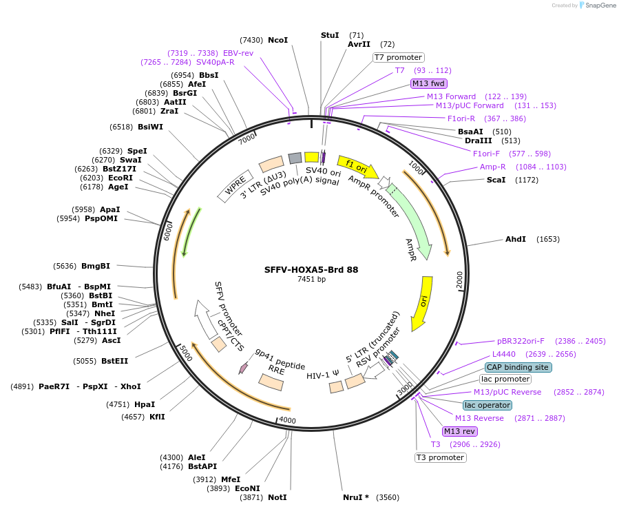 219063-plasmid-map-sequence-id-473293