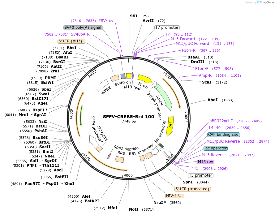 219072-plasmid-map-sequence-id-473294