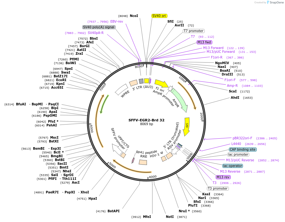 219014-plasmid-map-sequence-id-473295