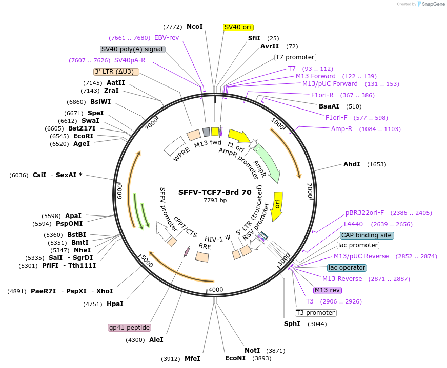 219048-plasmid-map-sequence-id-473299