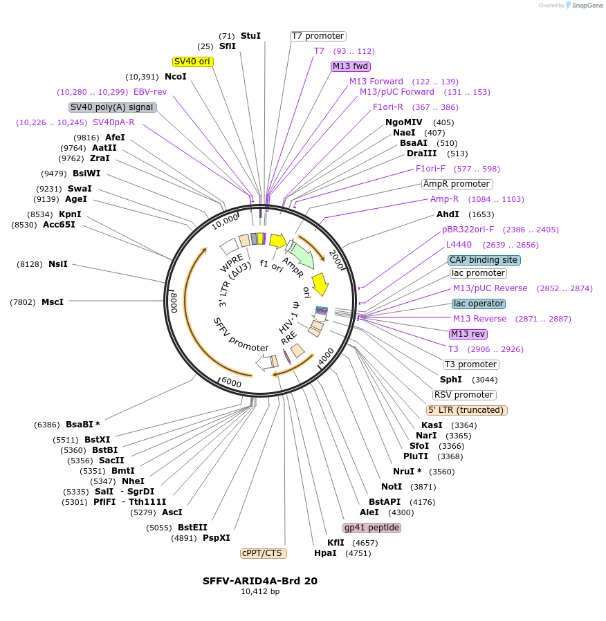 219003-plasmid-map-sequence-id-473300