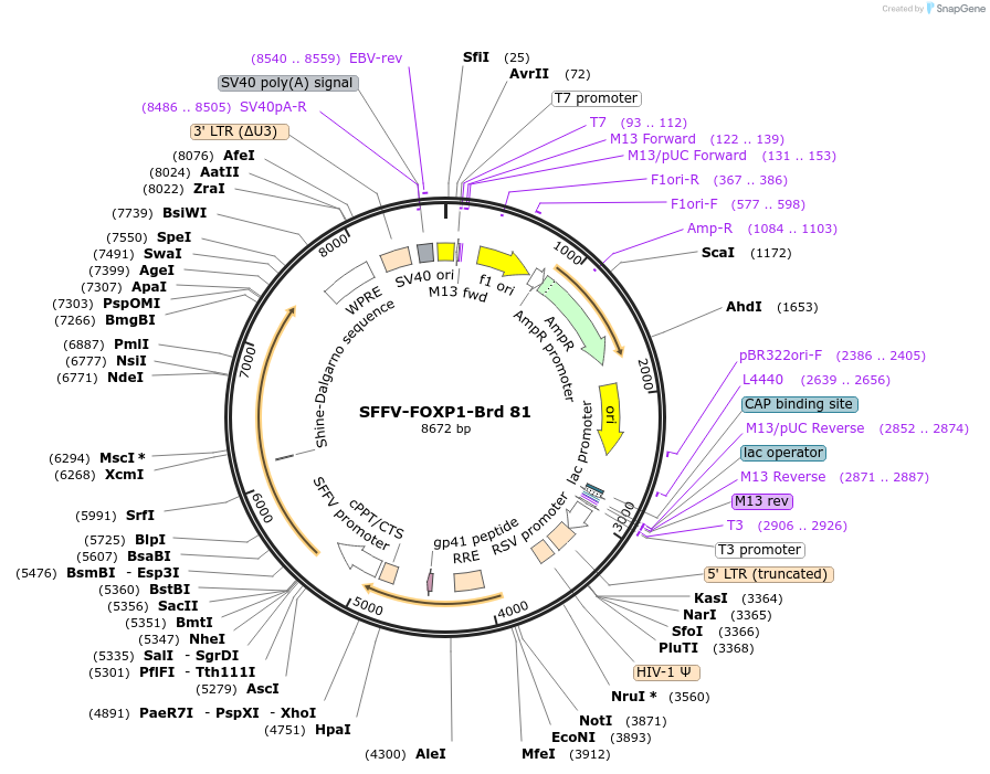 219057-plasmid-map-sequence-id-473302