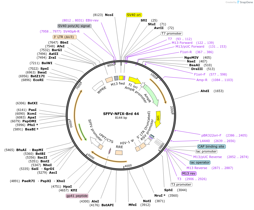 219025-plasmid-map-sequence-id-473303