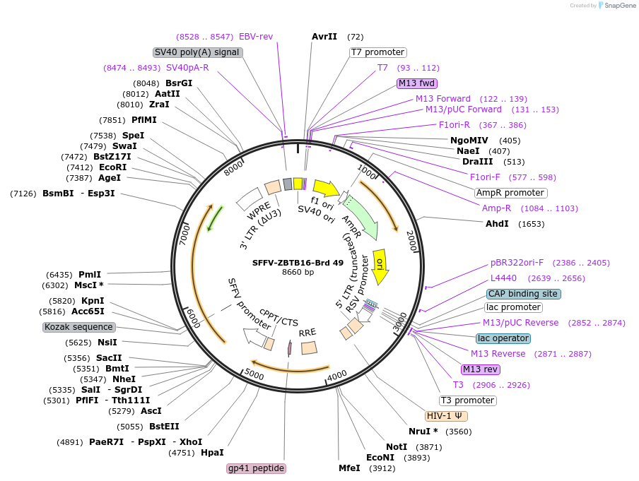 219029-plasmid-map-sequence-id-473305