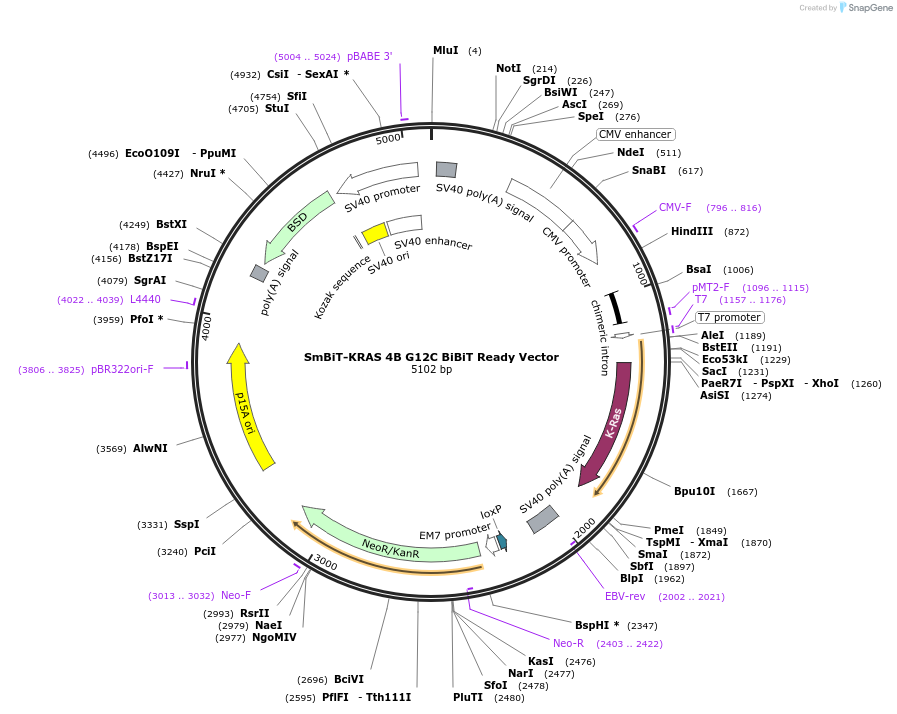 237079-plasmid-map-sequence-id-473308