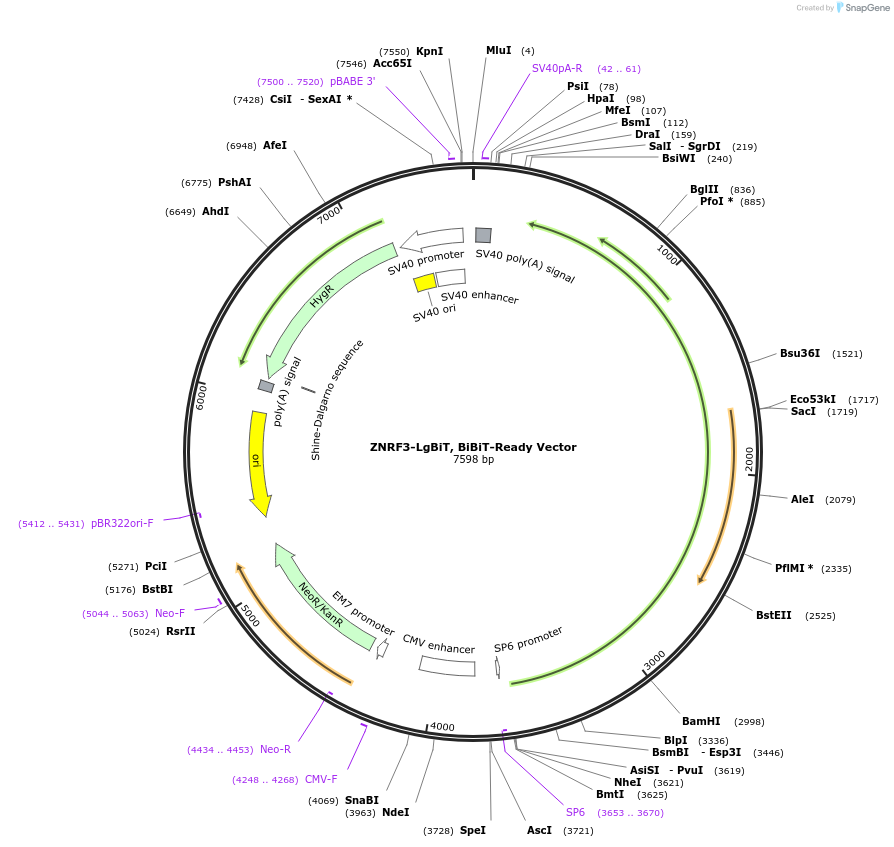 237080-plasmid-map-sequence-id-473309