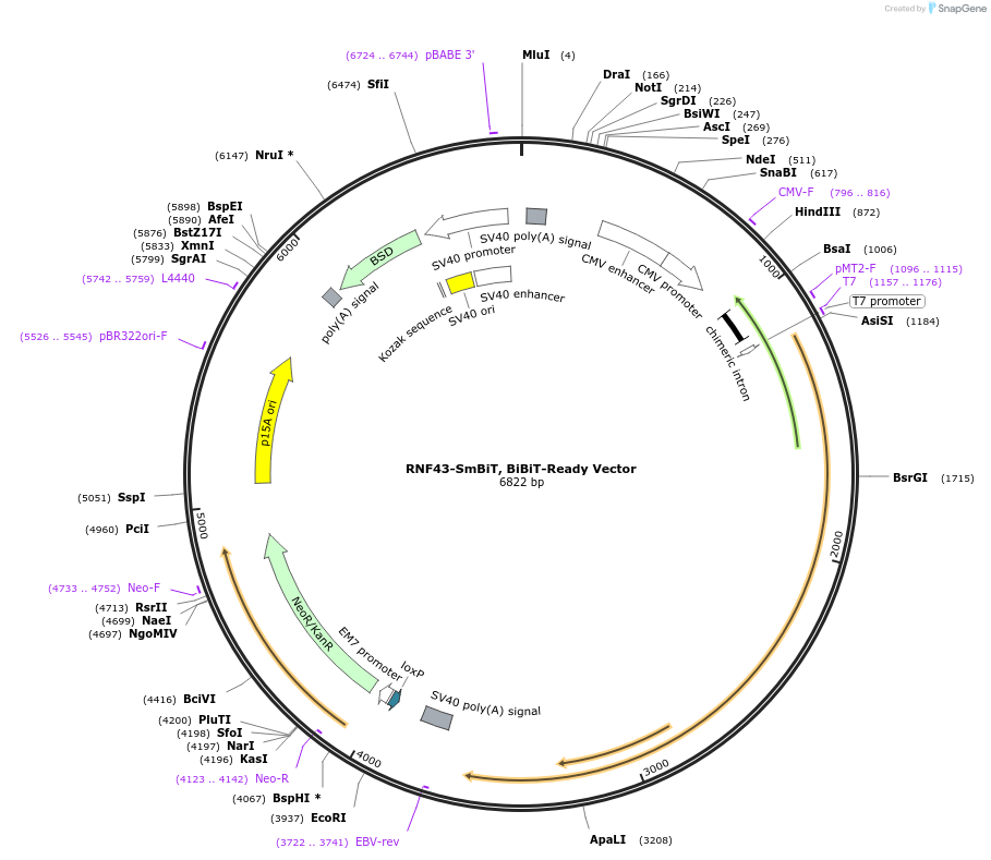 237081-plasmid-map-sequence-id-473310