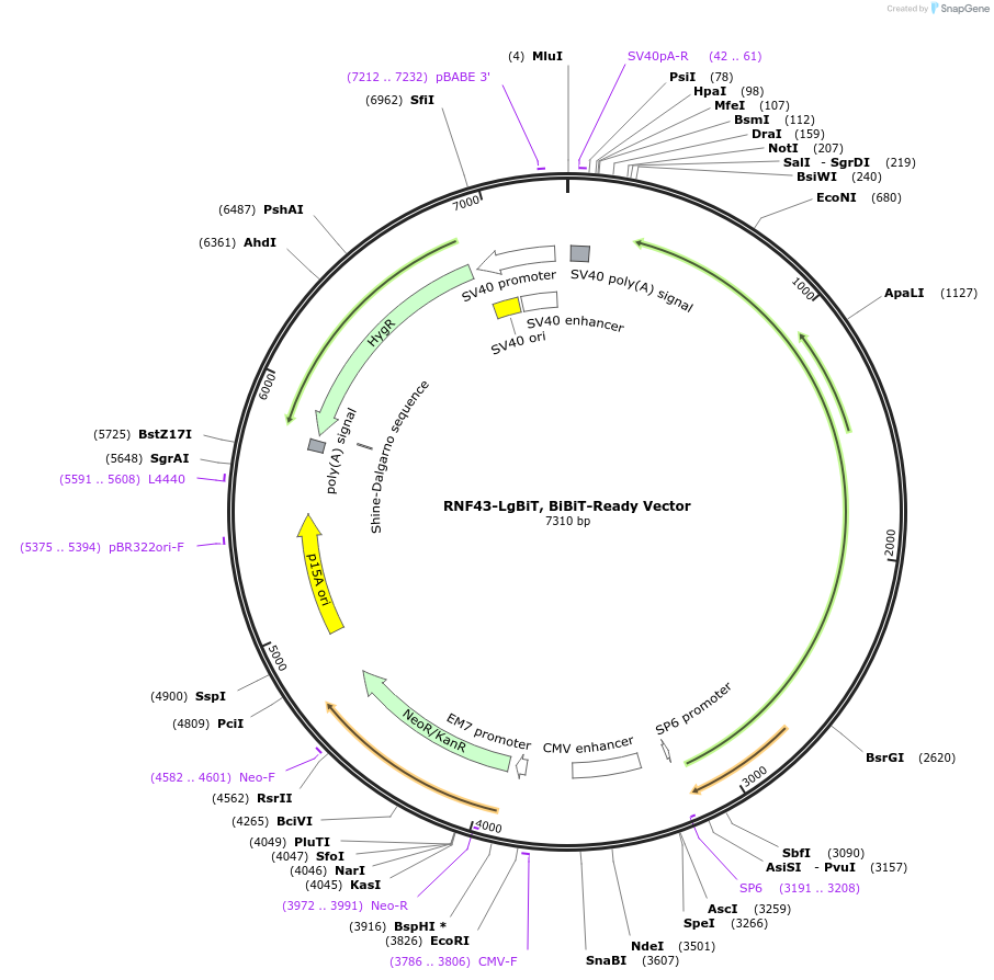 237082-plasmid-map-sequence-id-473311