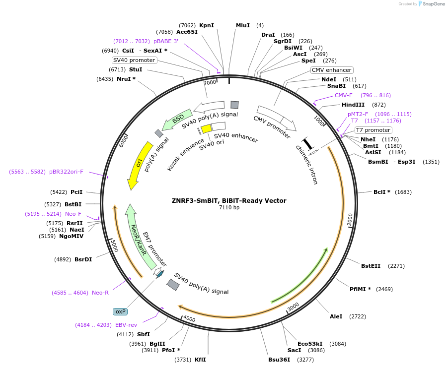 237083-plasmid-map-sequence-id-473312