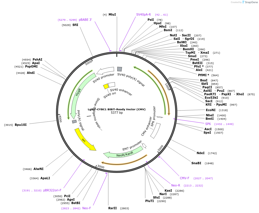 237086-plasmid-map-sequence-id-473315