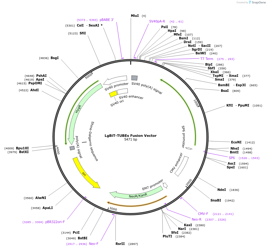 237087-plasmid-map-sequence-id-473316