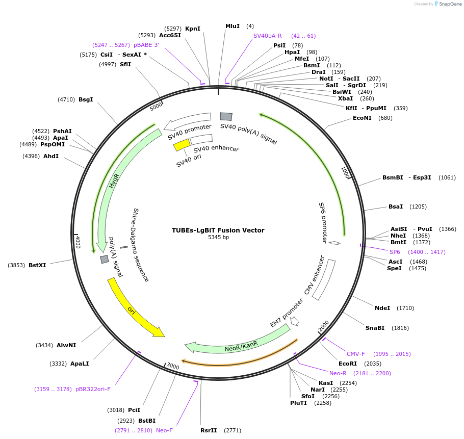 237088-plasmid-map-sequence-id-473317