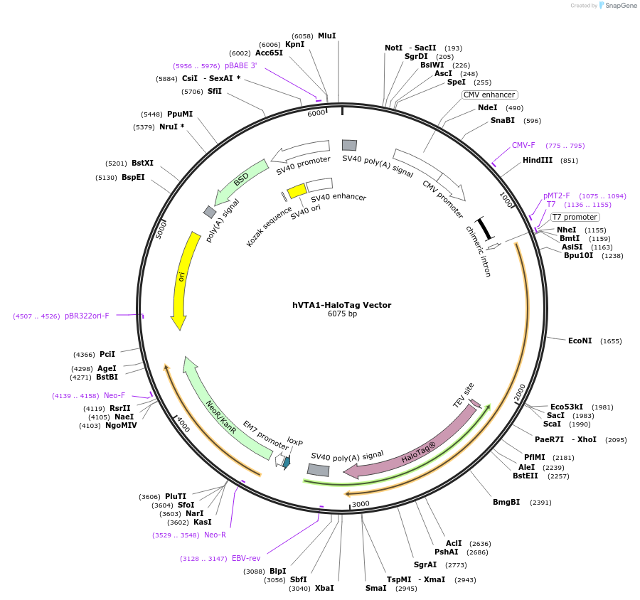 236967-plasmid-map-sequence-id-473318