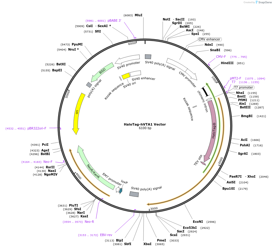 236968-plasmid-map-sequence-id-473319