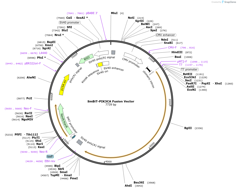 237091-plasmid-map-sequence-id-473320
